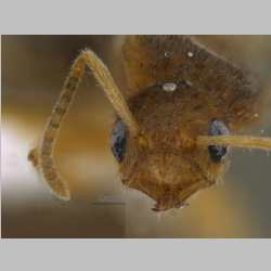 Nylanderia taylori queen Forel, 1894 frontal