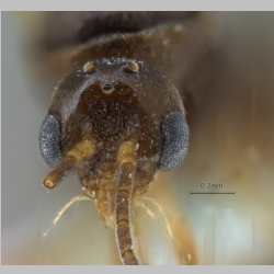 Brachyponera luteipes (Mayr, 1862) male frontal