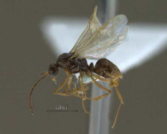 Pachycondyla luteipes male lateral