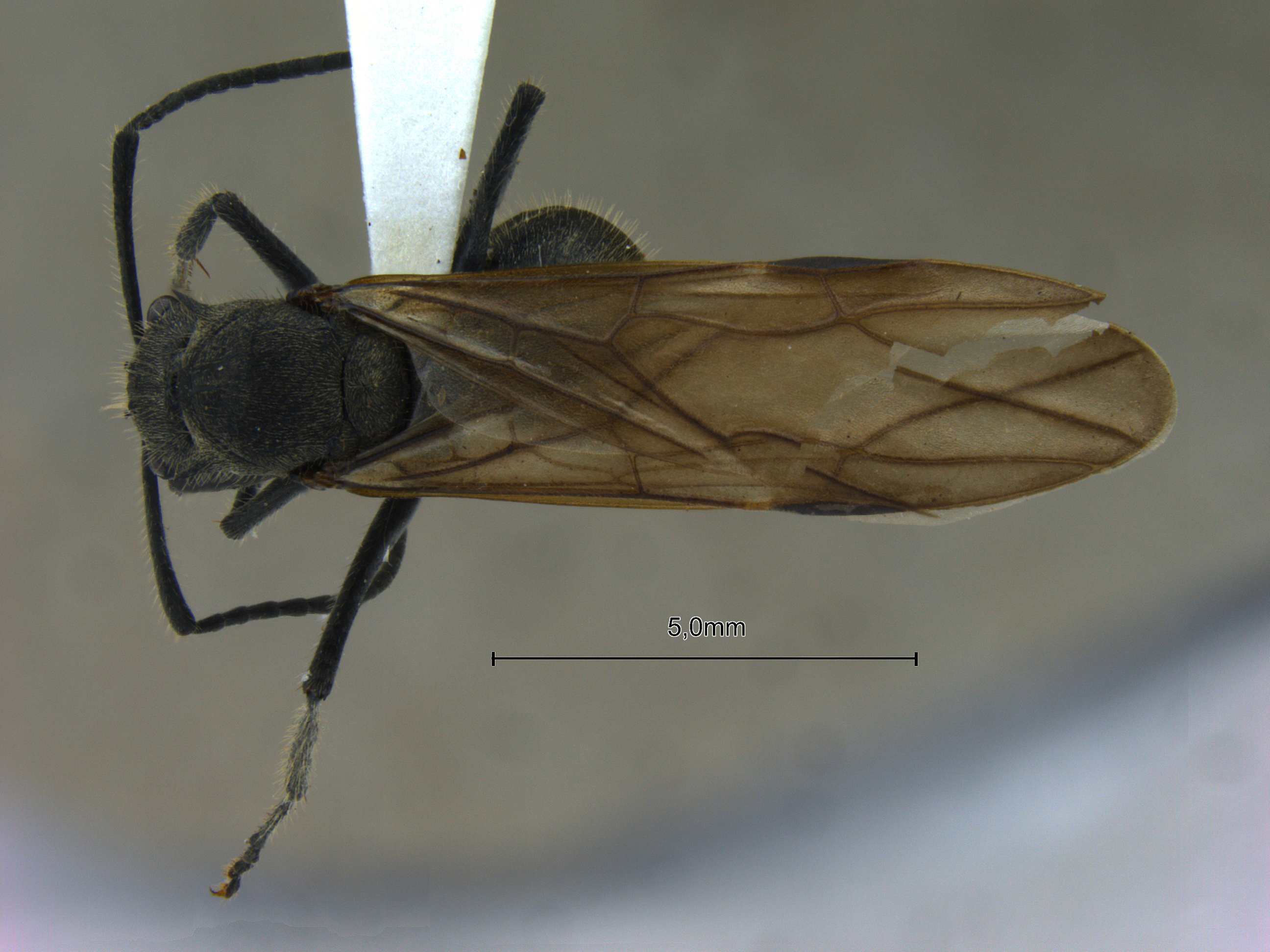 Polyrhachis illaudata dorsal