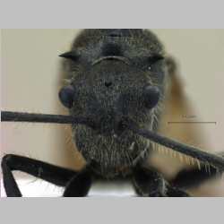 Polyrhachis illaudata Walker, 1859 frontal