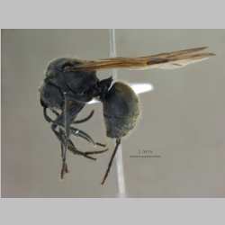 Polyrhachis illaudata Walker, 1859 lateral
