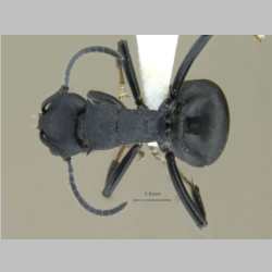 Polyrhachis lacteipensis Smith, F., 1858 dorsal