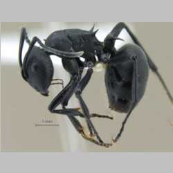 Polyrhachis lacteipensis Smith, F., 1858 lateral