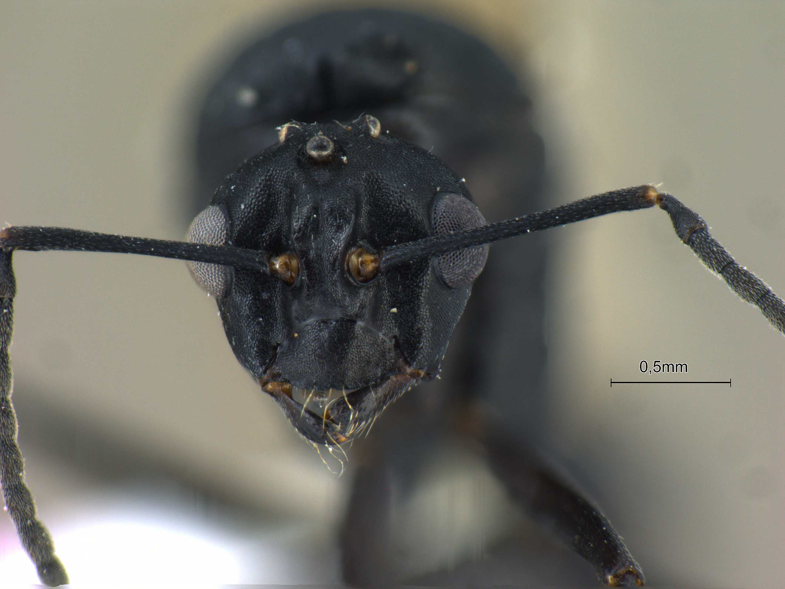 Polyrhachis lacteipensis male frontal