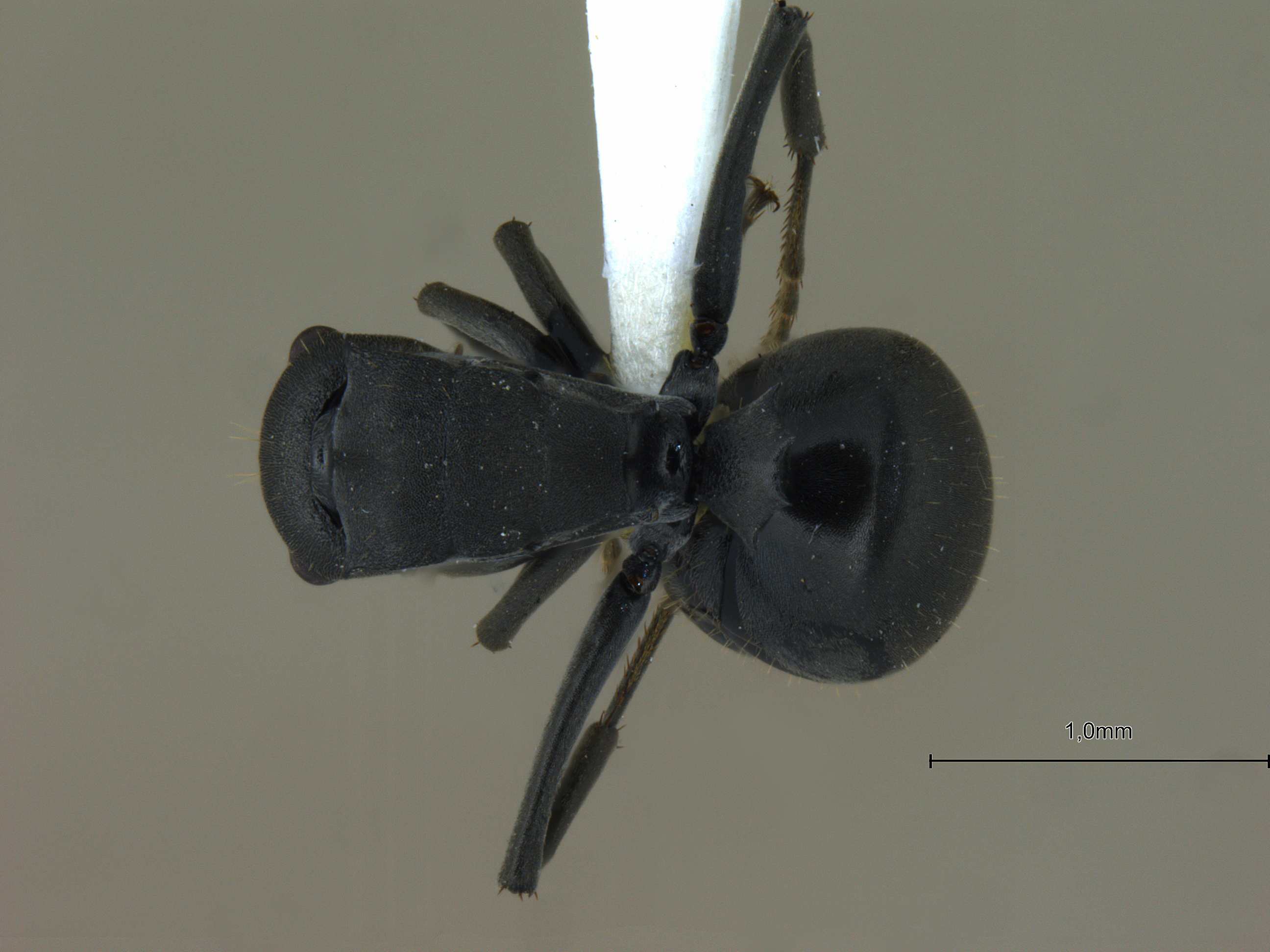 Polyrhachis punctillata smythiesii dorsal