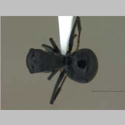 Polyrhachis punctillata smythiesii Forel, 1895 dorsal
