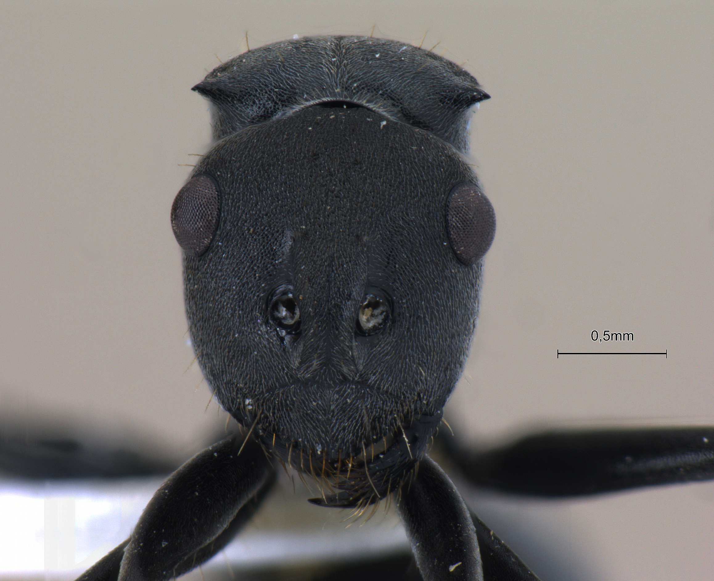 Polyrhachis punctillata smythiesii frontal