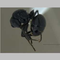 Polyrhachis punctillata smythiesii Forel, 1895 lateral