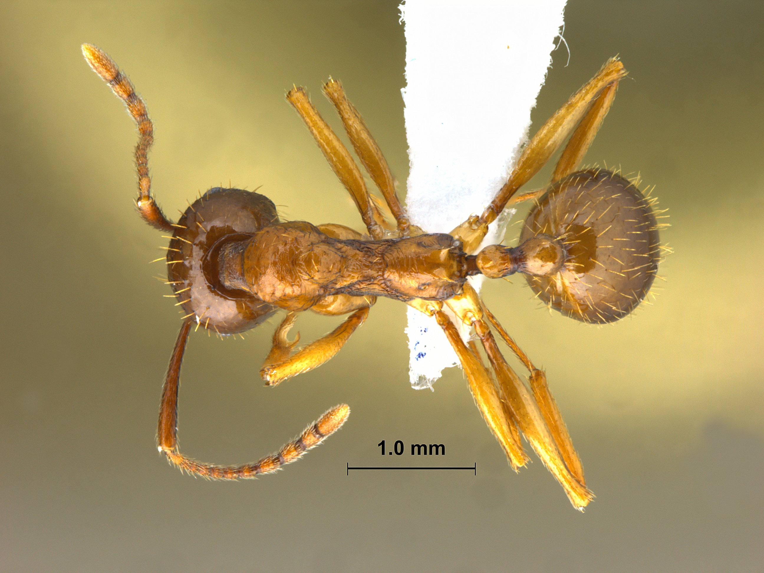 Aphaenogaster kurdica dorsal