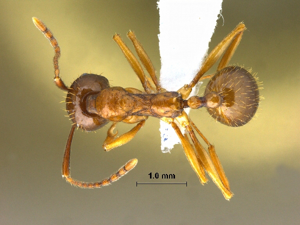 Aphaenogaster kurdica dorsal