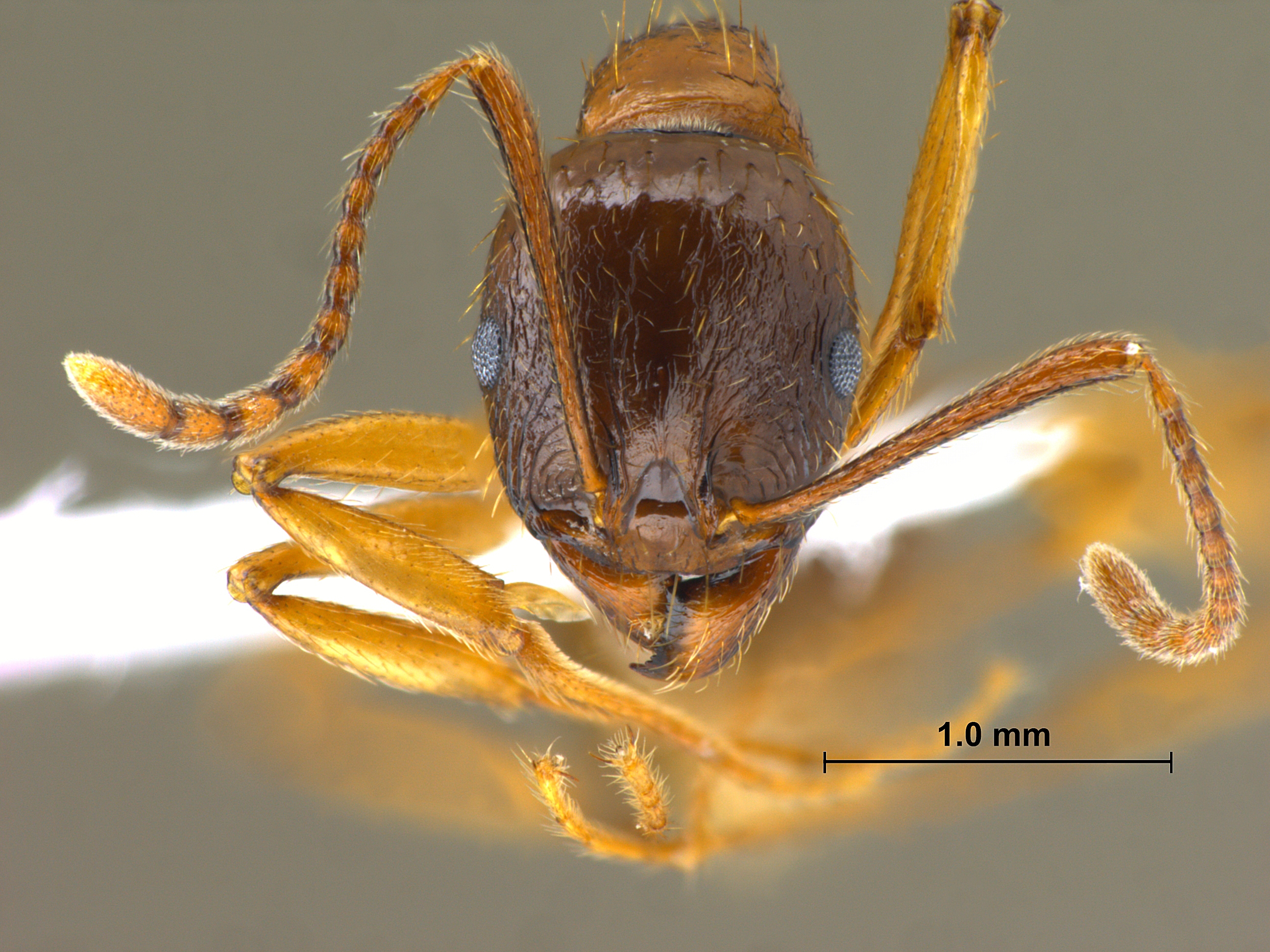 Aphaenogaster kurdica frontal