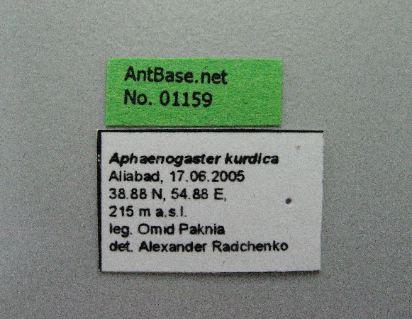 Aphaenogaster kurdica label