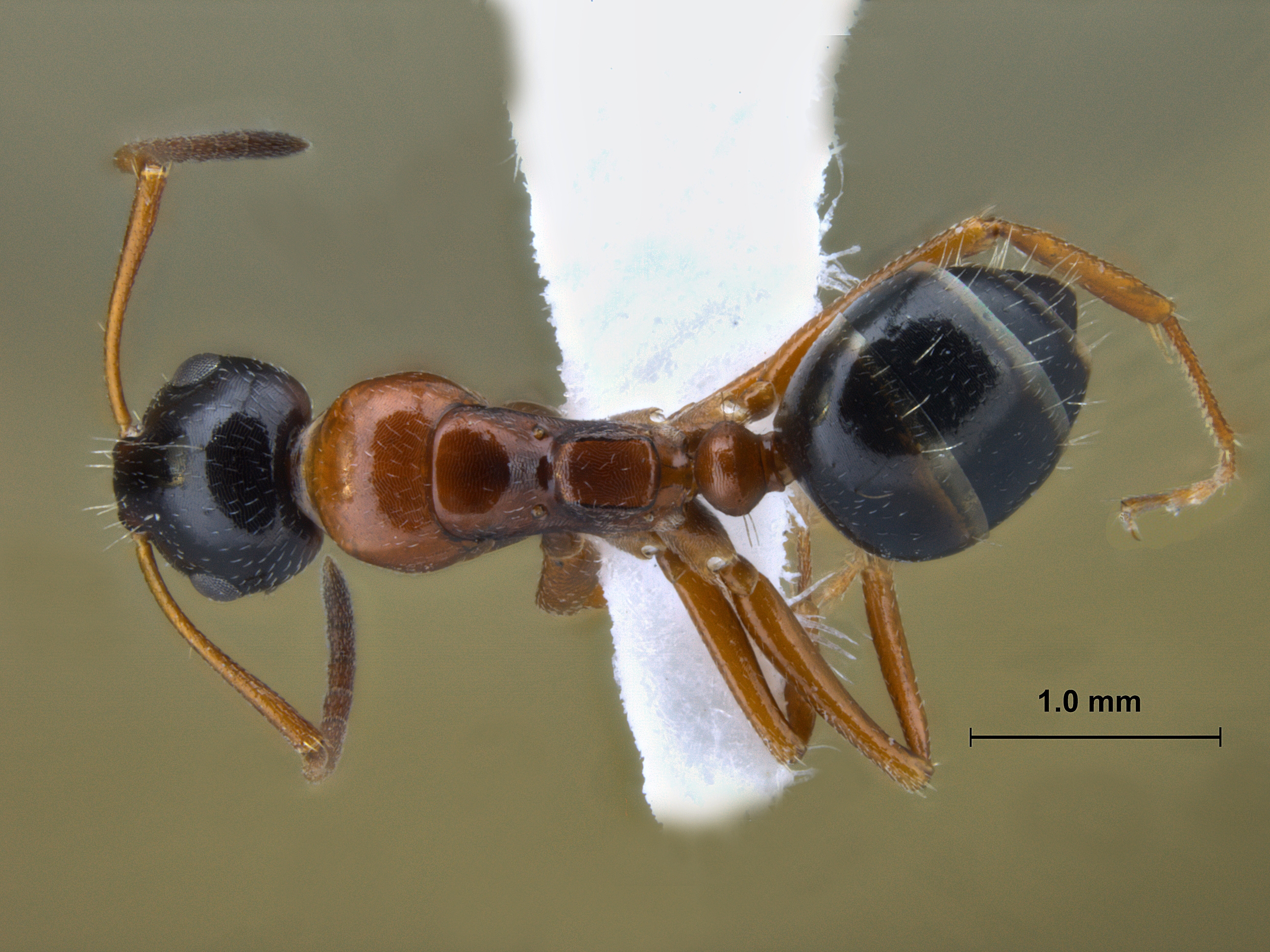 Camponotus kopetdaghensis dorsal