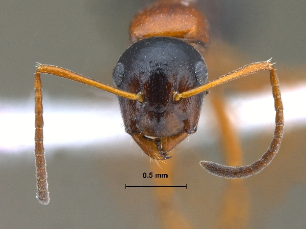 Camponotus kopetdaghensis frontal