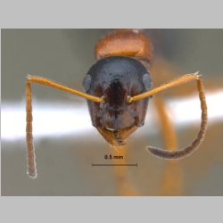 Camponotus kopetdaghensis Dlussky & Zabelin, 1985 frontal