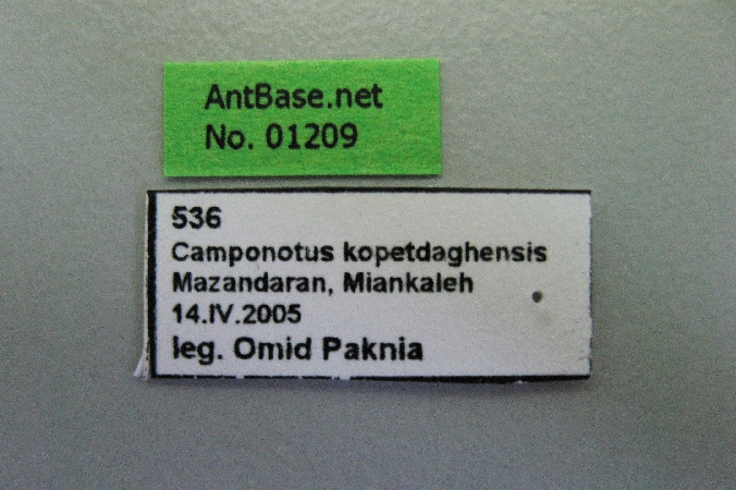 Camponotus kopetdaghensis label