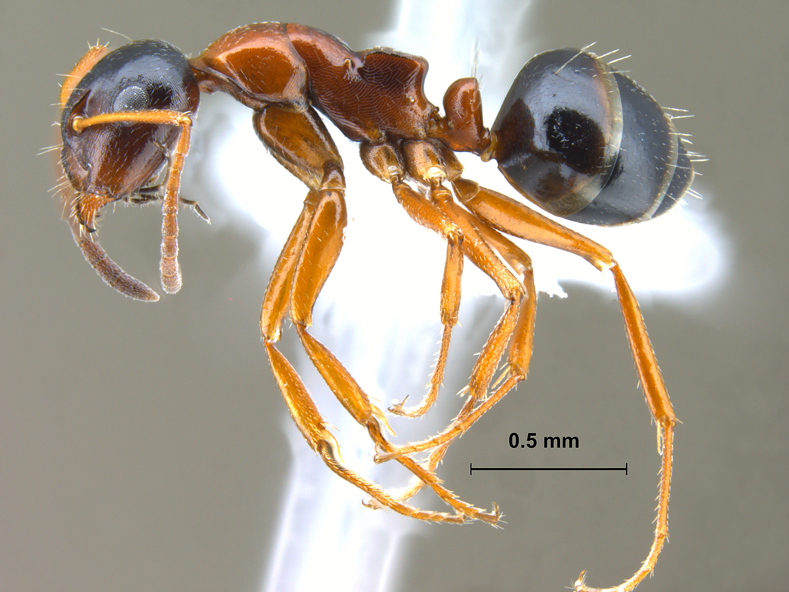 Camponotus kopetdaghensis lateral