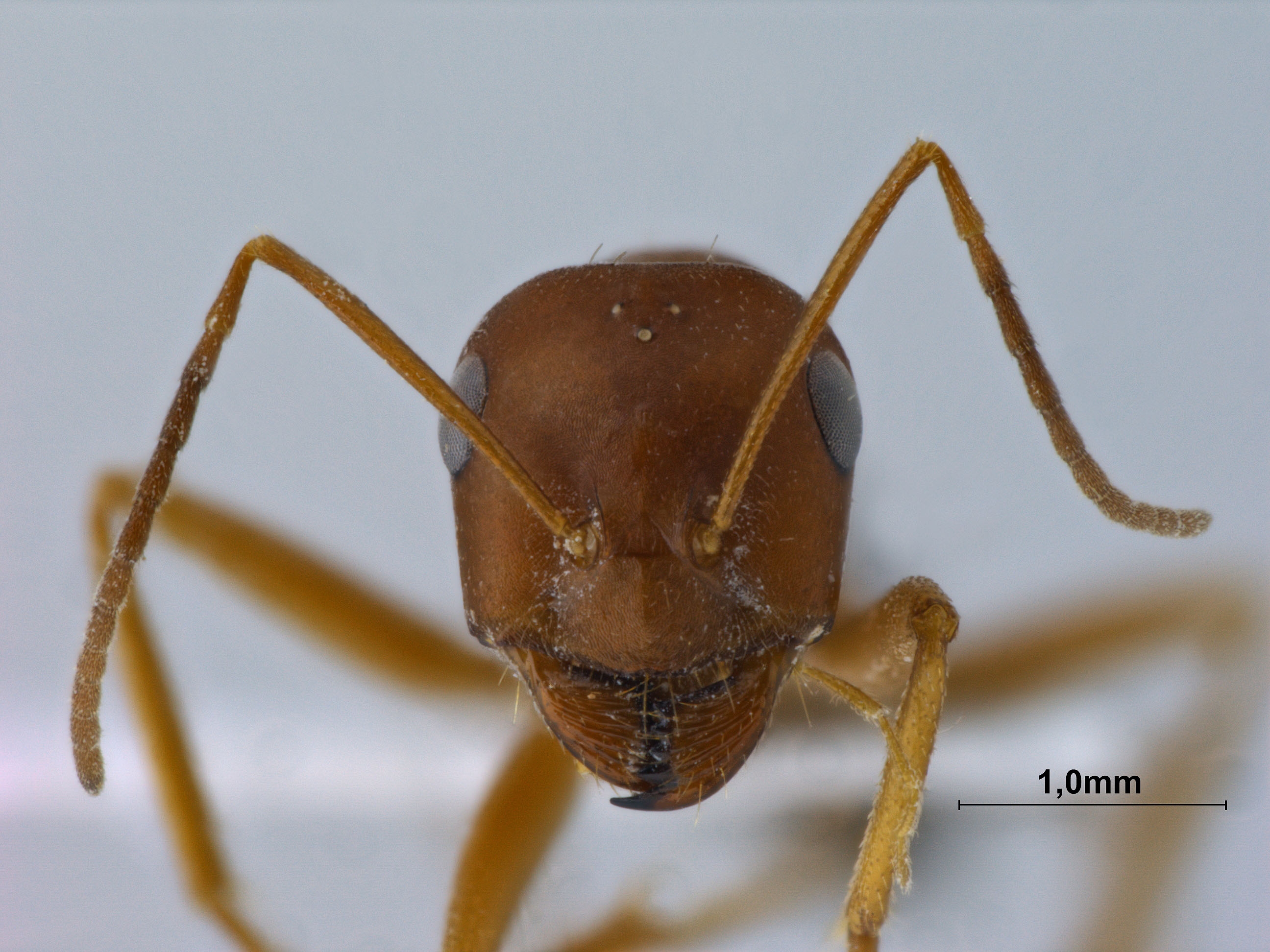 Cataglyphis frigidus persicus frontal