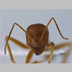 Cataglyphis frigidus persicus Emery, 1906 frontal