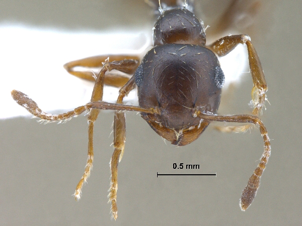 Crematogaster sp frontal