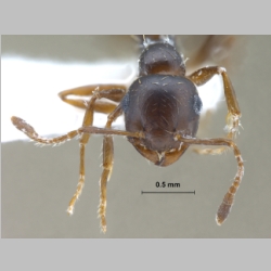 Crematogaster sp Lund, 1831 frontal