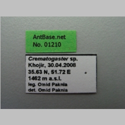 Crematogaster sp Lund, 1831 label