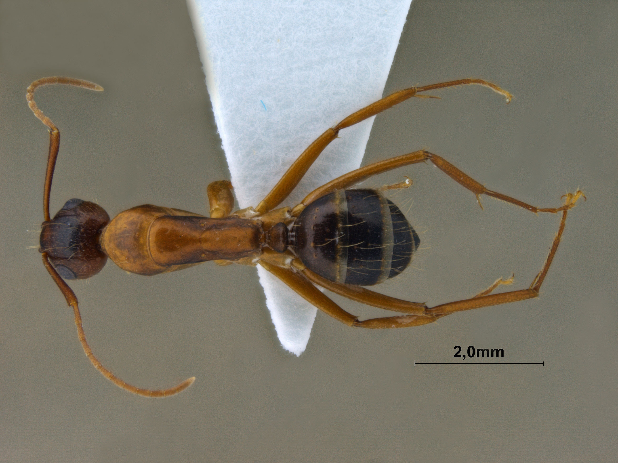 Formica cunicularia dorsal