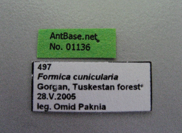 Formica cunicularia label