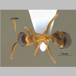 Formica lusatica Seifert, 1997 dorsal