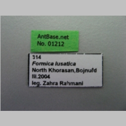 Formica lusatica Seifert, 1997 label