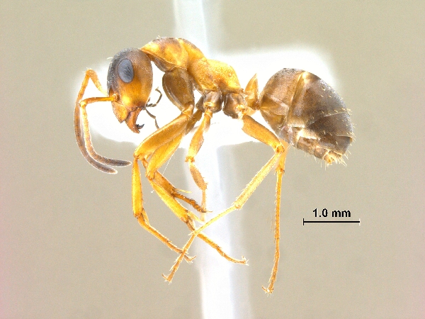 Formica lusatica lateral
