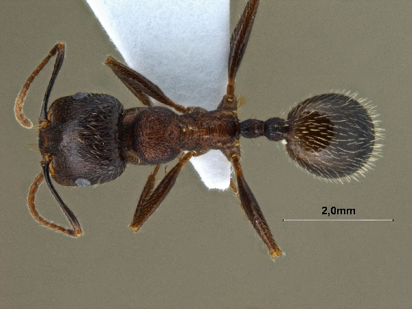 Messor cf. structor dorsal