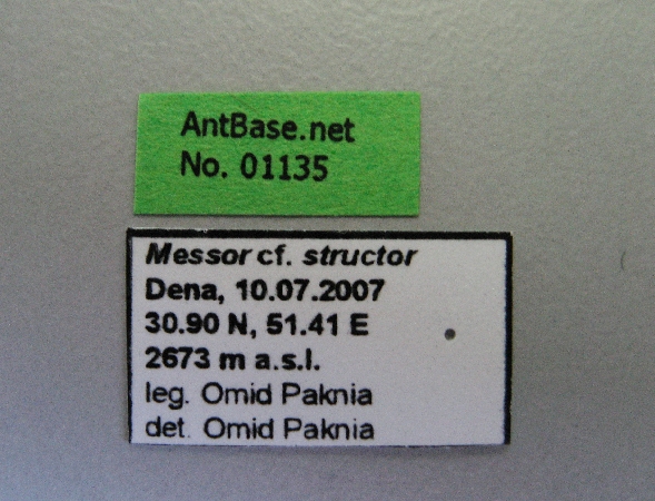 Messor cf. structor label