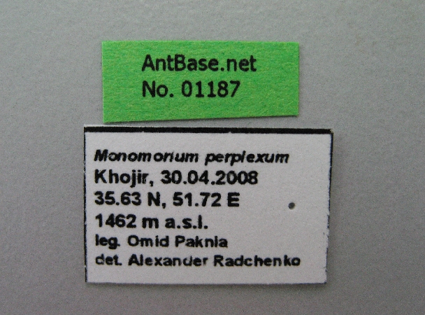 Monomorium perplexum label