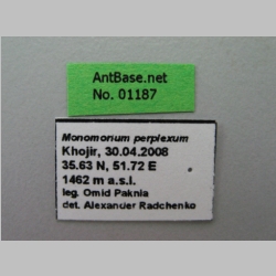 Trichomyrmex perplexus (Radchenko, 1997) label