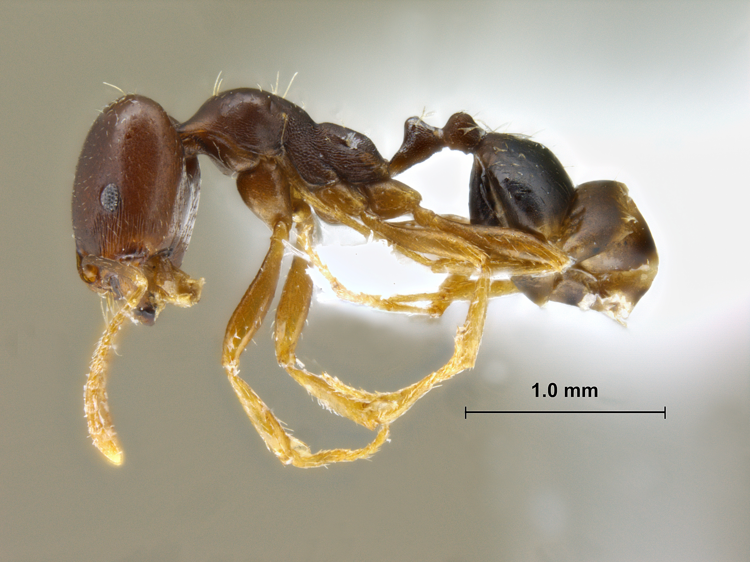 Monomorium perplexum lateral