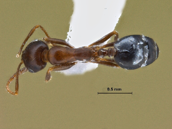 Monomorium ruzskyi dorsal