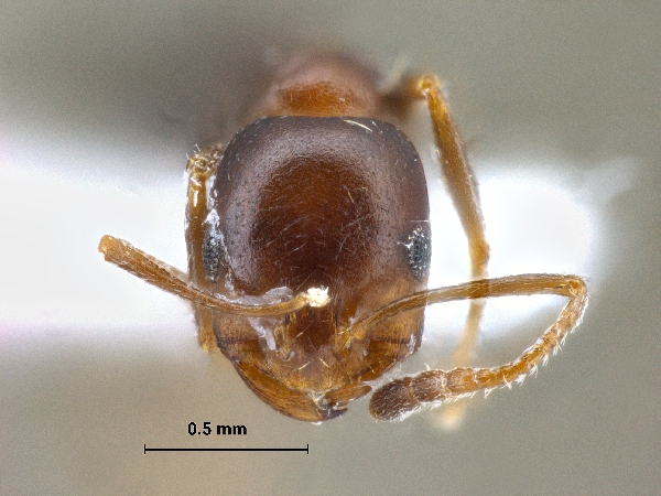 Monomorium ruzskyi frontal