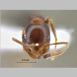 Monomorium ruzskyi Dlussky & Zabelin, 1985 frontal