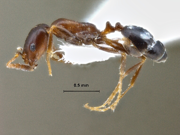 Monomorium ruzskyi lateral