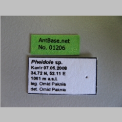 Pheidole sp Westwood, 1839 label