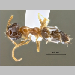 Plagiolepis-sp Mayr, 1861 dorsal