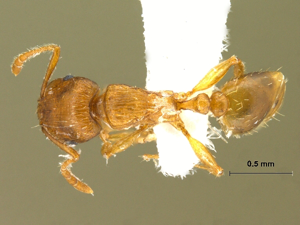 Tetramorium sp dorsal