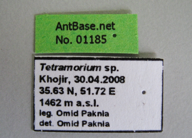 Tetramorium sp label