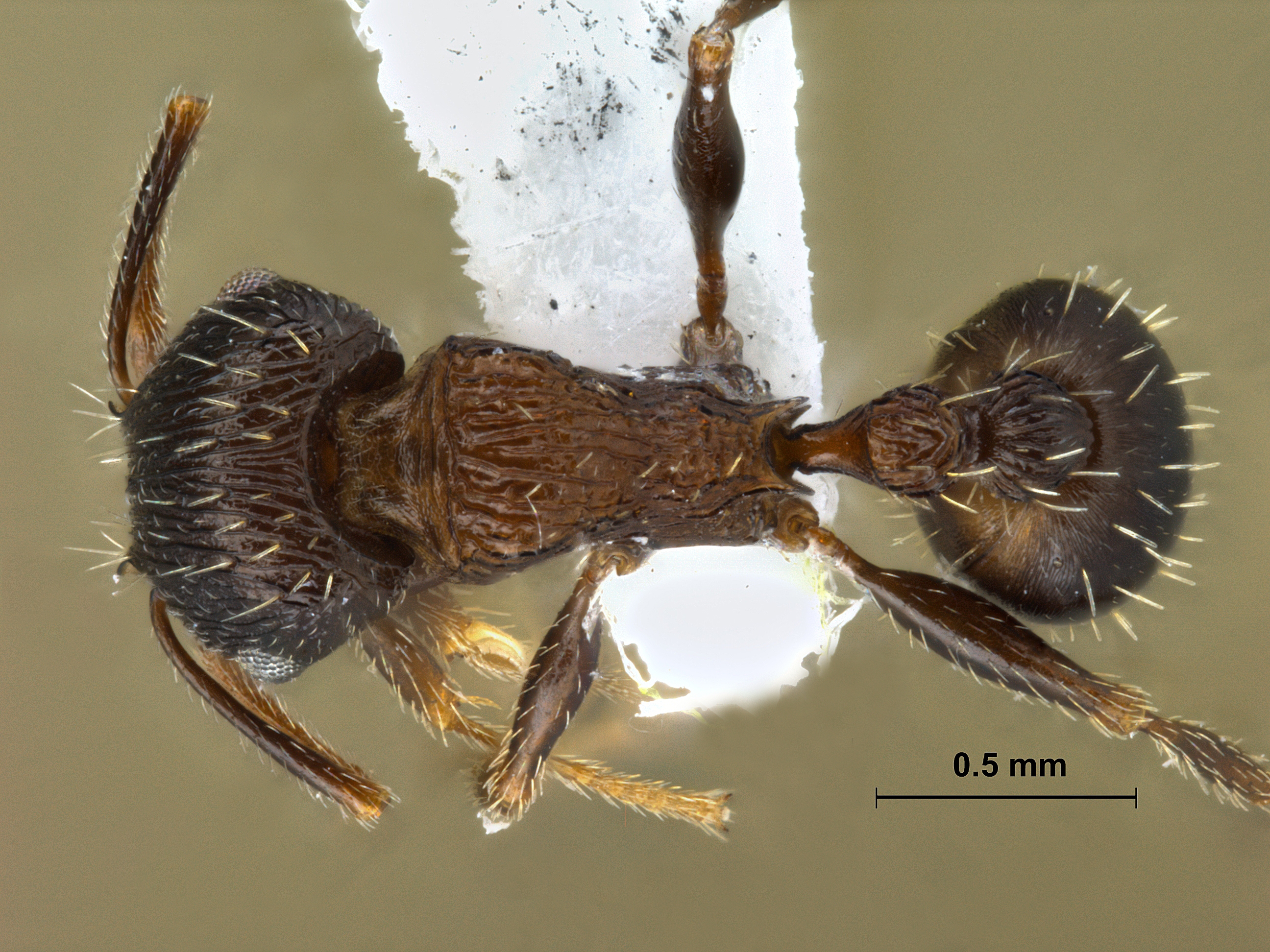 Tetramorium striativentre dorsal