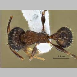 Tetramorium striativentre Mayr, 1877 dorsal