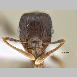 Tetramorium striativentre Mayr, 1877 frontal