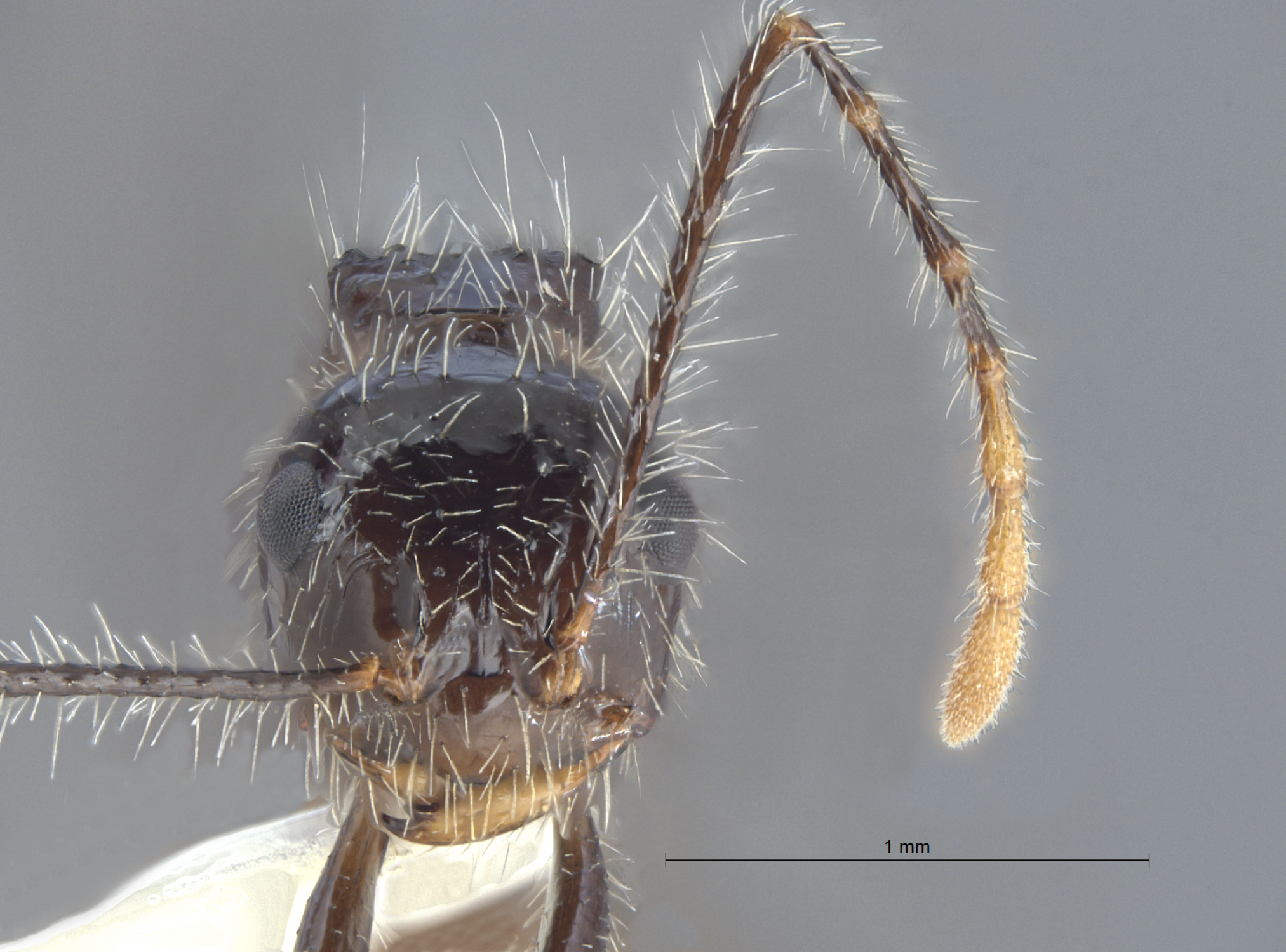  Myrmicaria birmana frontal