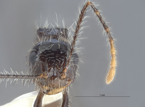 Myrmicaria birmana frontal